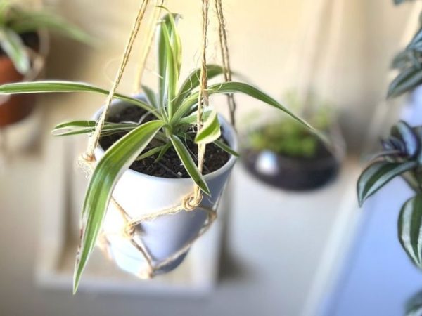 Here’s How to Make A Macrame Plant Hanger In 5 Minutes For Under $1