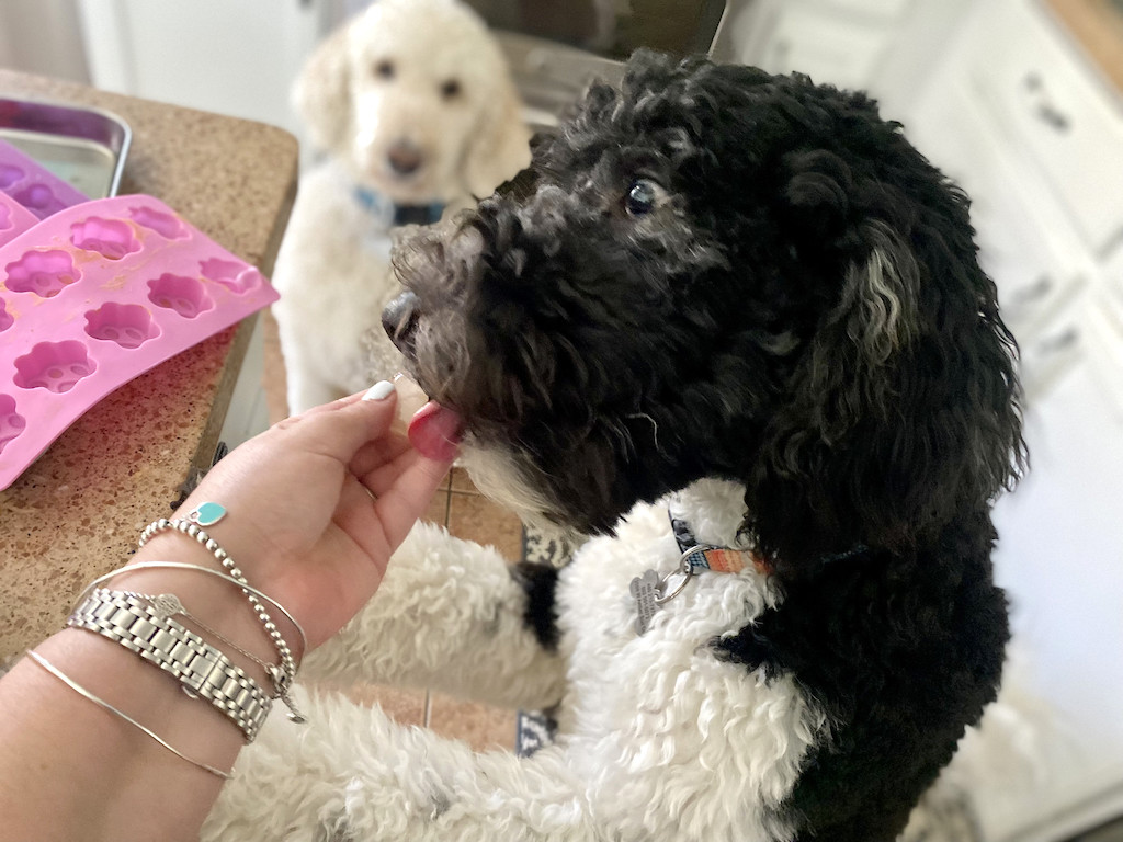 dog eating homemade frozen treat