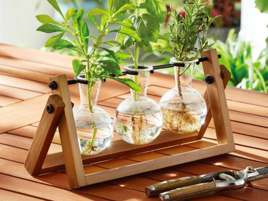 A wooden propagation station with 3 tubes