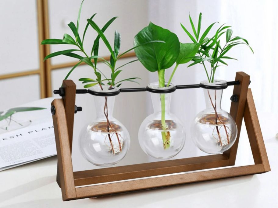 A wooden propagation station with 3 tubes
