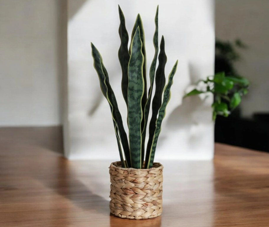snake plant in natural woven planter sitting on wood floor