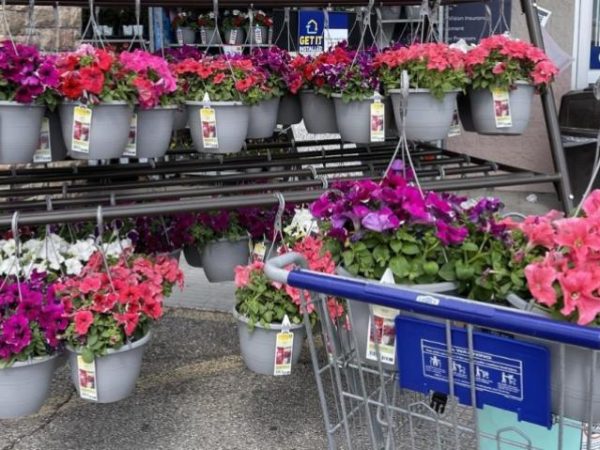 Lowe’s Memorial Day Sale Live Now | Hot Deals on Plants, Mulch, Soil, & More