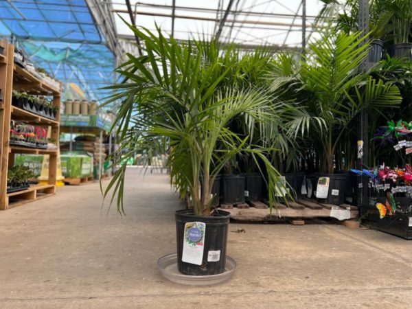 Majesty Palm Plant Just $15 at Lowe’s – Today ONLY