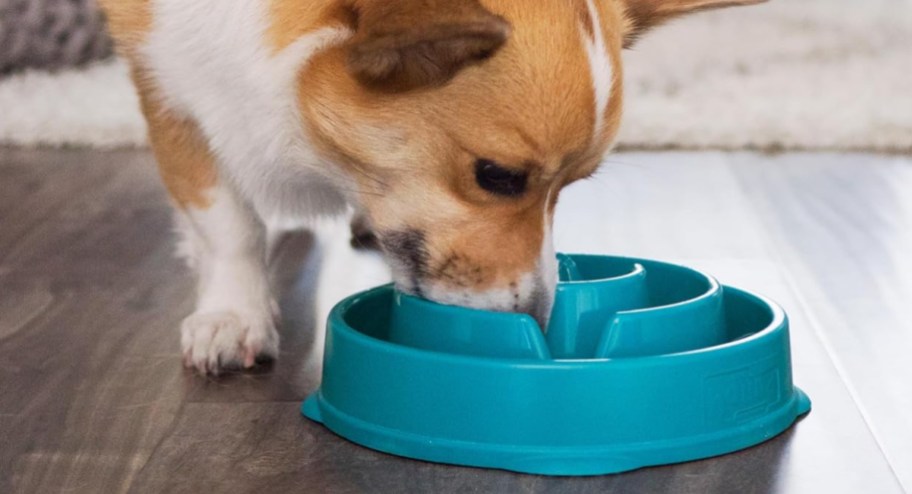 Dog eating from a blue slow feeder bowl on the floor 