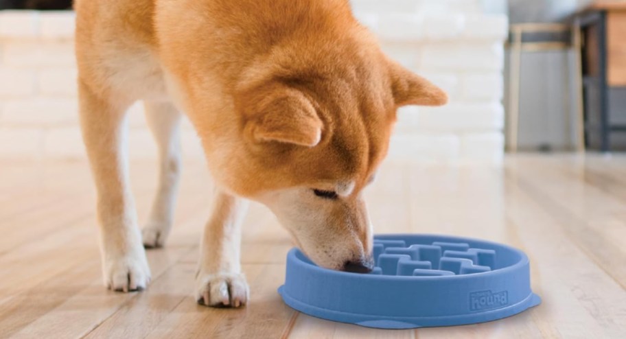 Dog eating from a blue medium size slow feeder bowl on the floor 