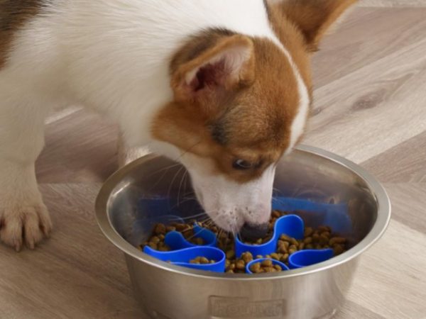 Outward Hound Fun Feeder Stainless Steel Slo Bowl Just $5.52 + Free Amazon Credit (Reg. $17)
