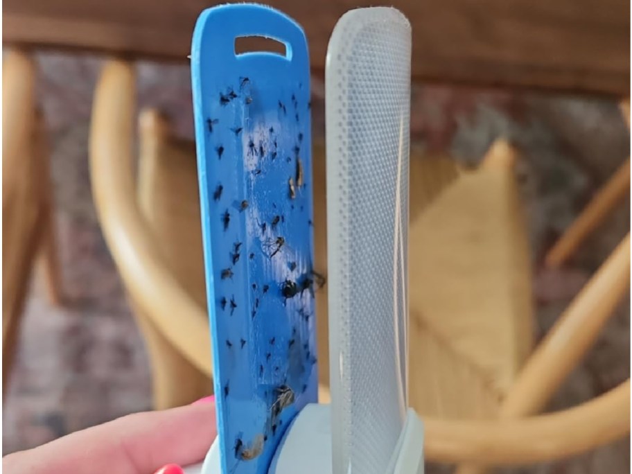 hand holding stem trap with bugs inside