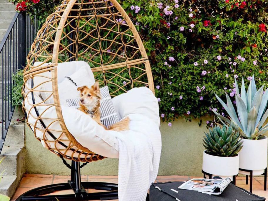 A cute pup sitting on a wicker egg chair on a patio