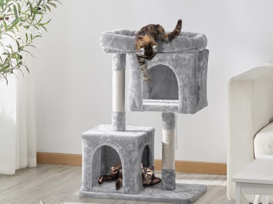 two kittens playing on a small grey cat tree in living room