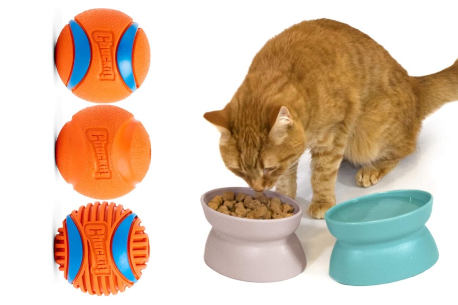 three orange dog balls and cat eating out of 2 bowls