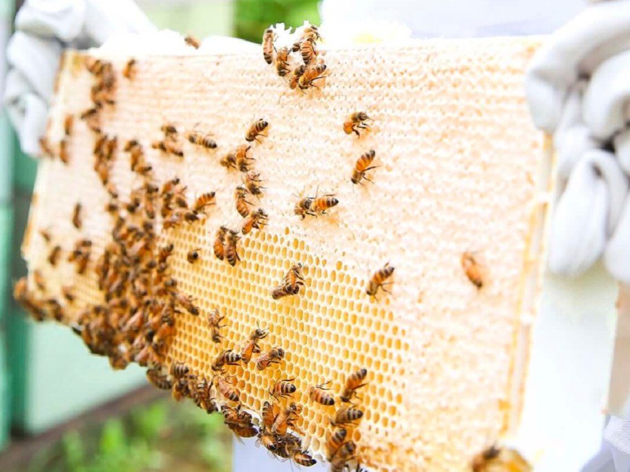 beekeepers worker holding beehive with bees working on it