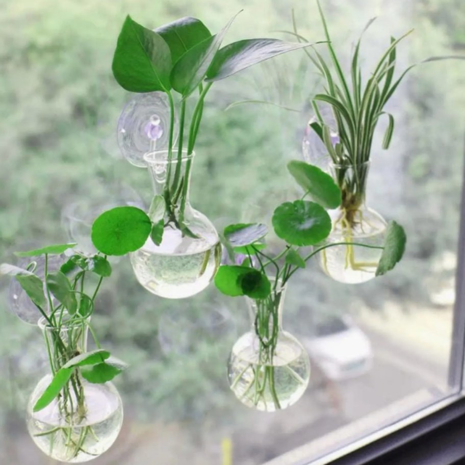 propagation vases suctioned to window