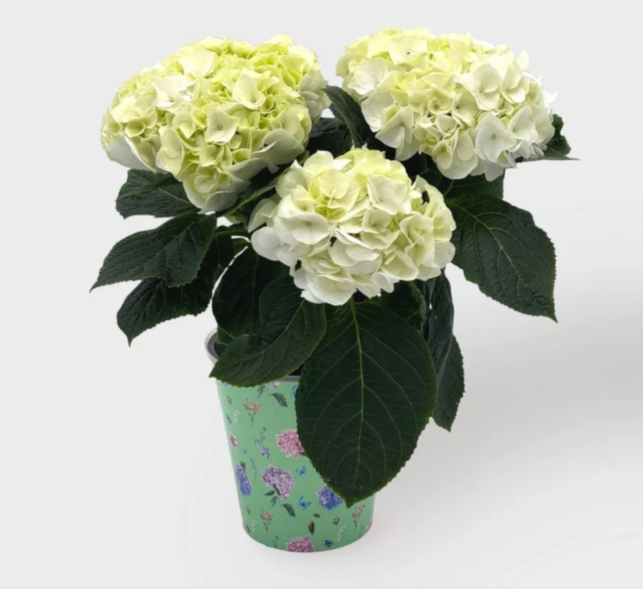 white hydrangea in teal pot