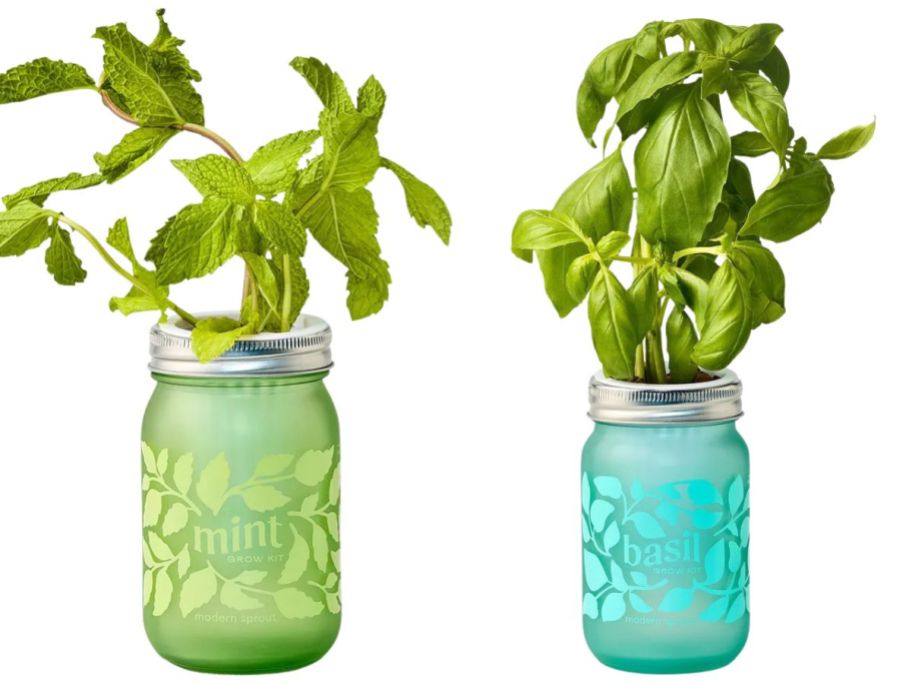 modern sprout basil and mint jar grow kit stock images