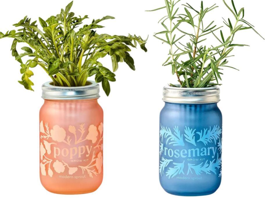 modern sprout poppy and rosemary grow kit jar stock images