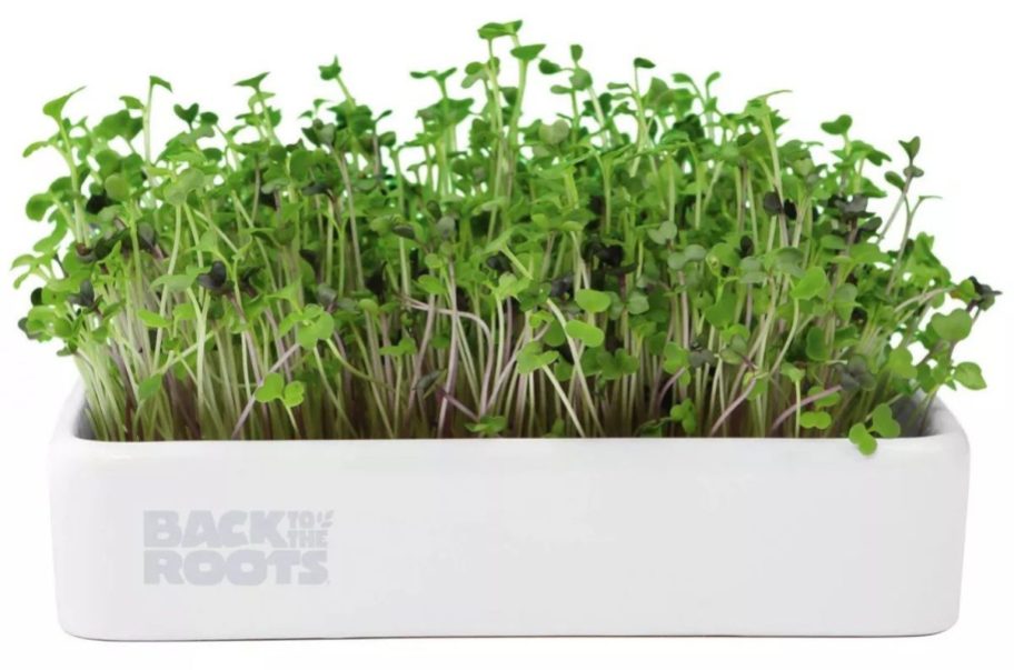 Back to the Roots Organic Mighty Mix Superfoods Microgreens Grow Kit stock image