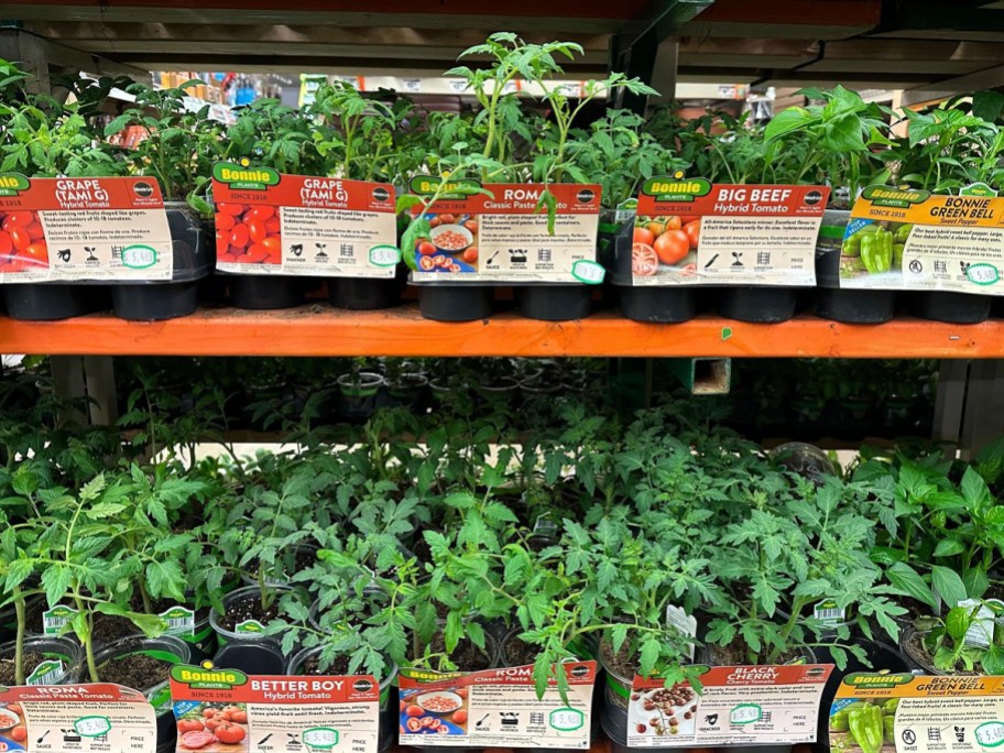 tomato plants at home depot store