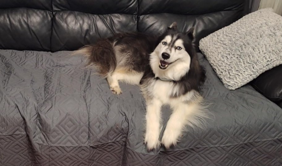 dog sitting on a waterproof blanket on a couch