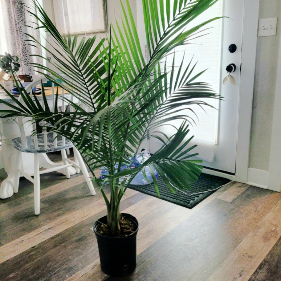 potted majesty palm tree
