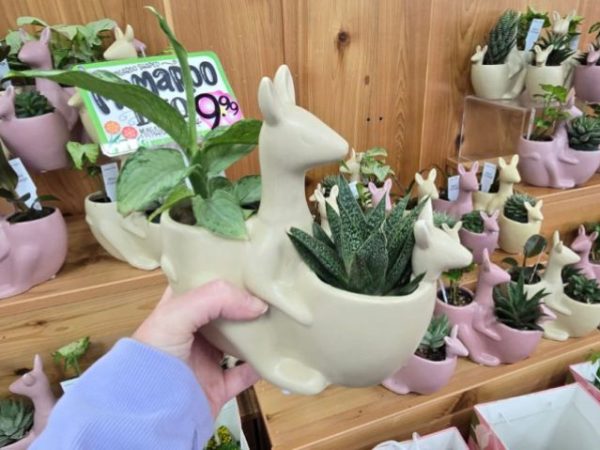 Trader Joe’s Has the Cutest Mother’s Day Plants from $4.99