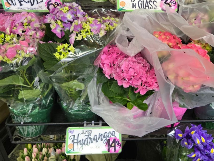 Jumbo Hydrangea Pots on display in store