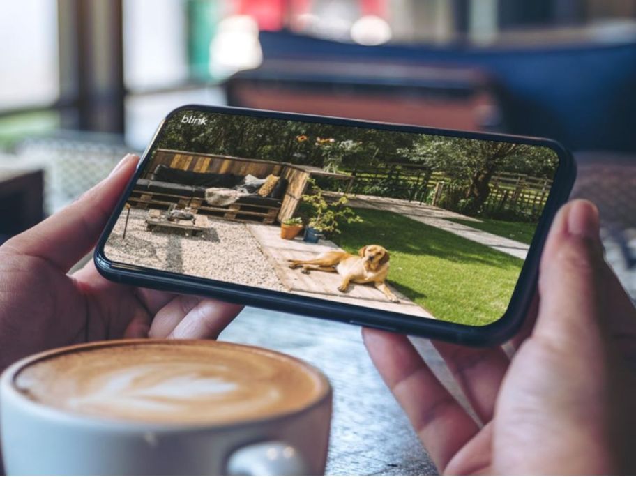 Hands holding a phone watching a dog on a Blink camera