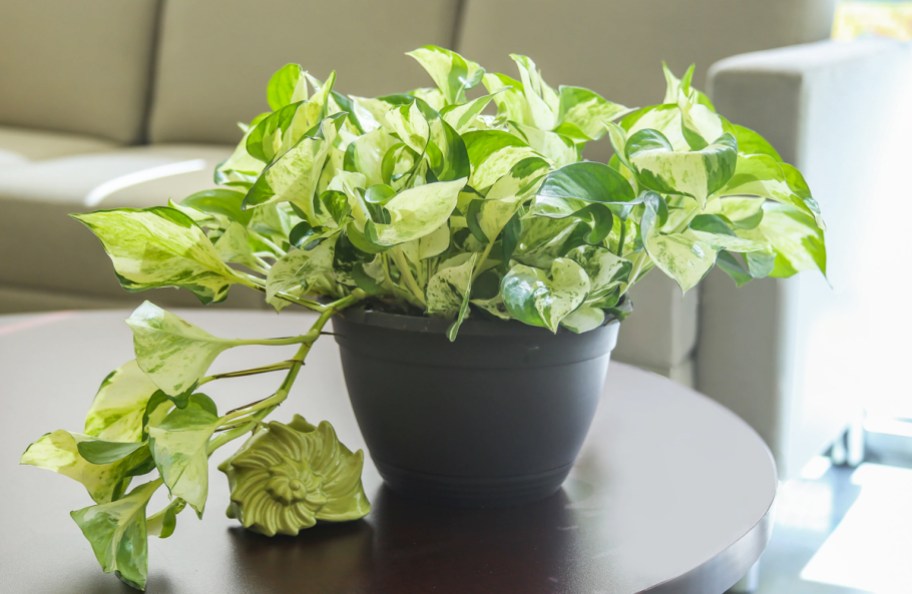green plant in black pot on table