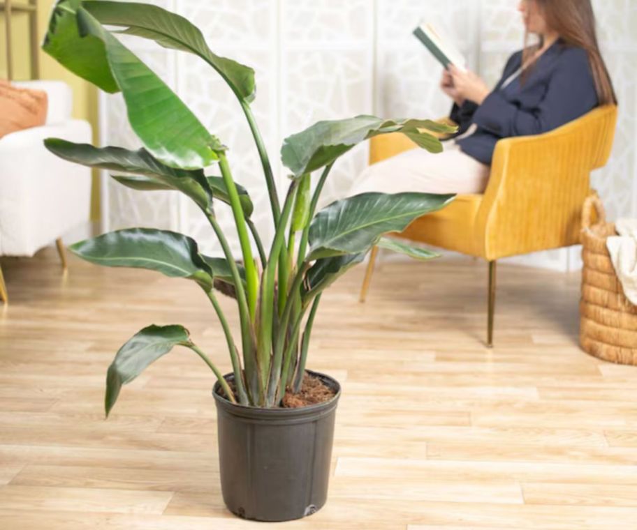 A green, large leafed plant on a wooden floor