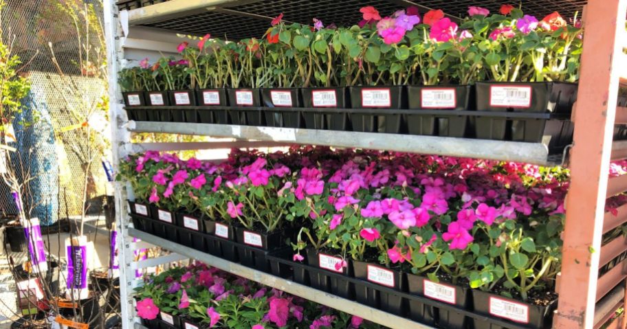 showcase of different flowers in their pots