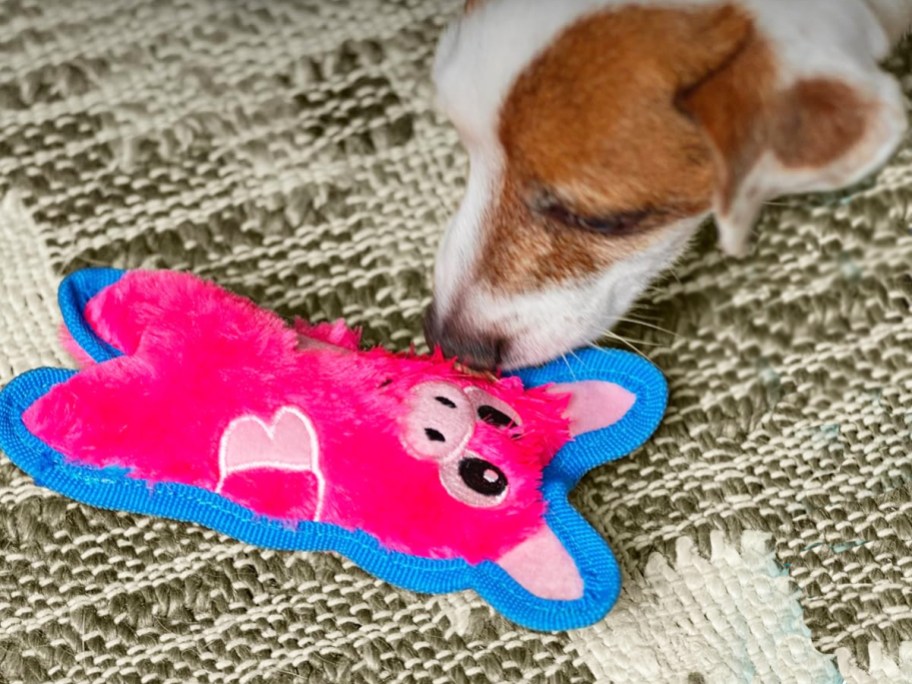 dog playing with pink and blue pig plush toy