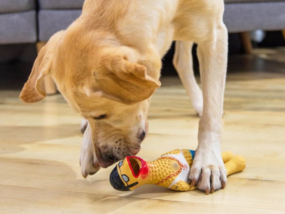 dog playing with a rubber chicken toy