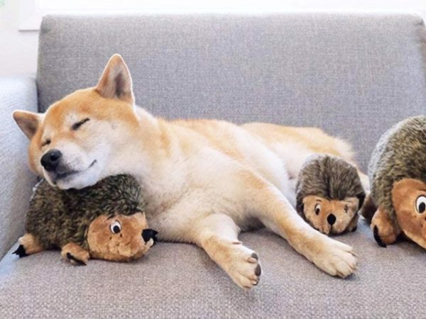 Outward Hound Hedgehog Dog Toy Only $2.80 on Amazon + More Deals