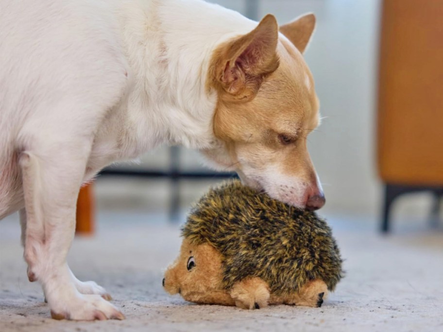 dog playing with a fuzzy hedgehog plush toy