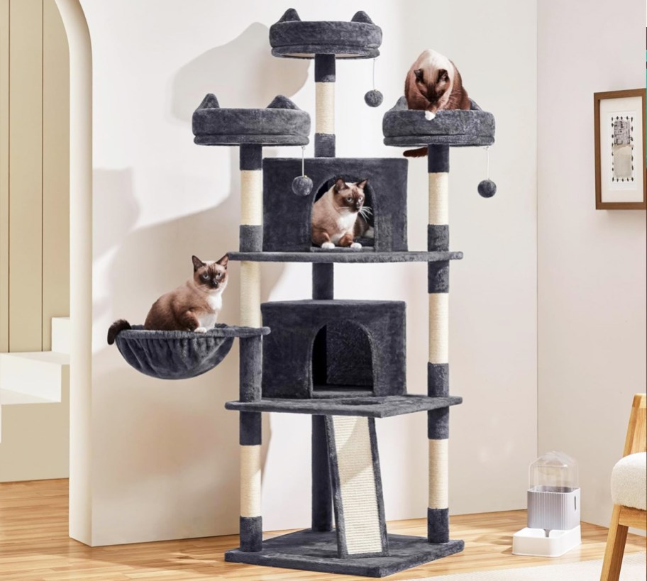 three cats on a navy blue cat tree in living room