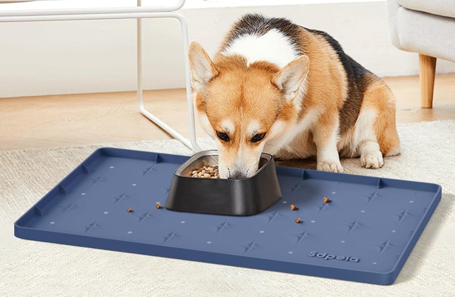 dog eating food on a blue silicone mat