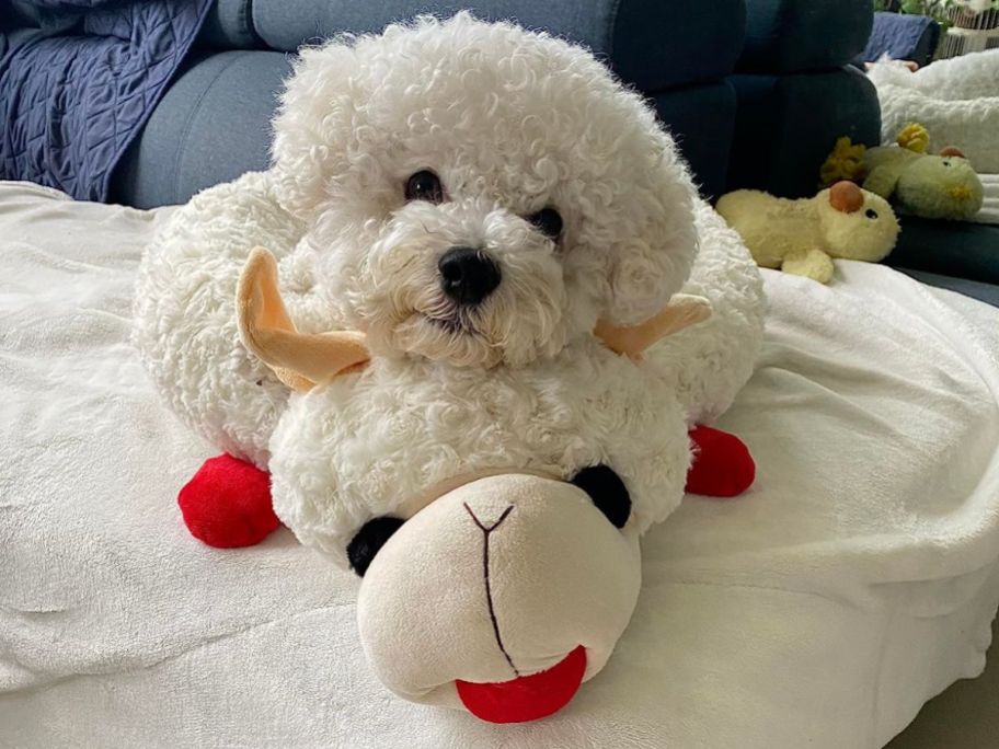 dog using Multipet Lamb Chop Dog Bed as a pillow