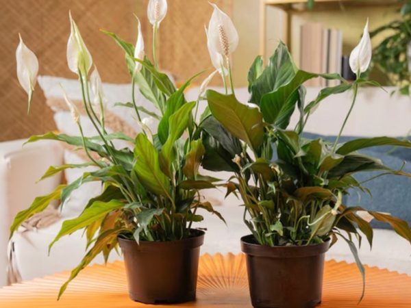 Lowe’s Live Plants Sale | Lily House Plants 2-Pack Only $22.60 – Today Only!