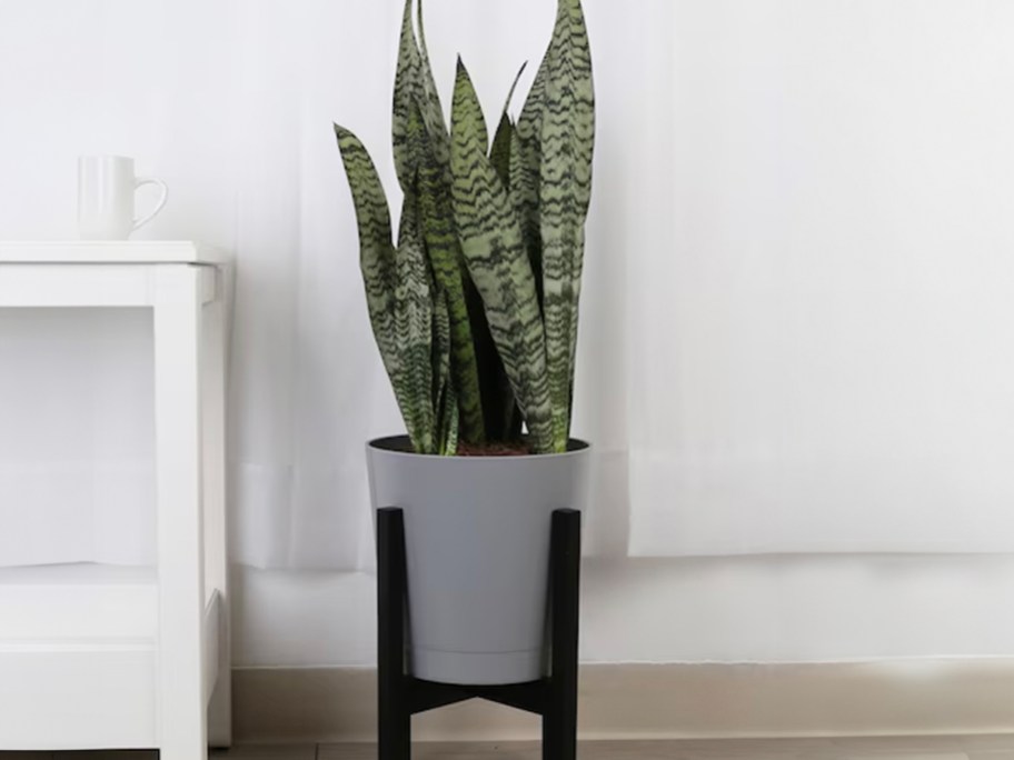 snake plant in gray pot 