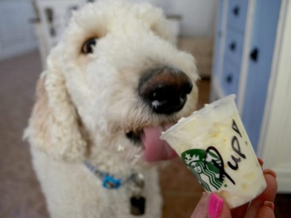 18 Spots Your Pup Can Score a Pup Cup – Most Are Free!